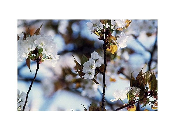 チョウショウインハタザクラ