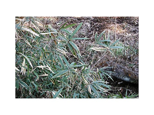 見返り坂の飯能ササ