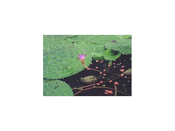 オニバス自生地