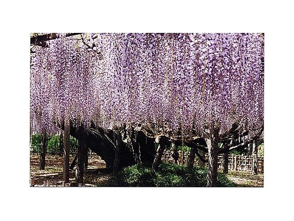 玉敷神社の大藤