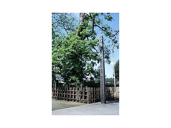 多聞寺のムクロジ