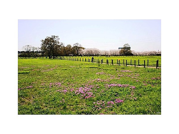田島ヶ原のサクラソウ自生地