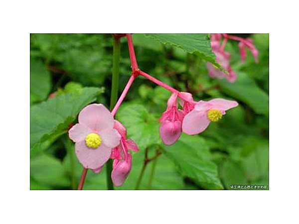 椚平のシュウカイドウ