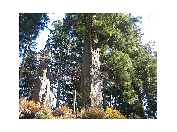 子の権現の二本スギ