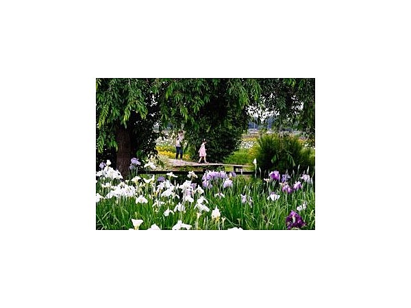 菖蒲城趾あやめ園の花しょうぶ