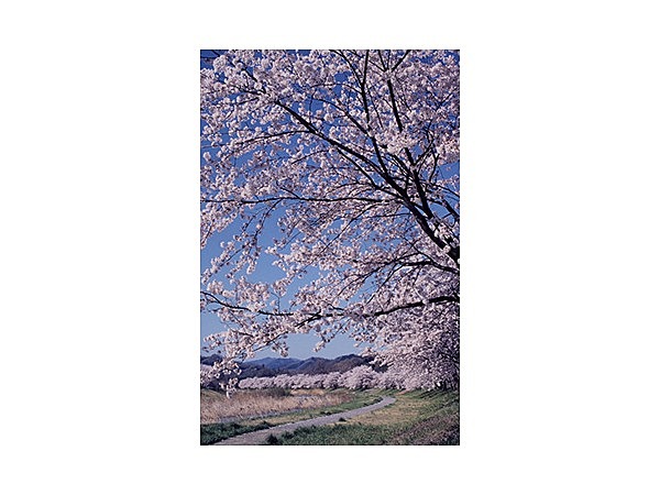こだま千本桜