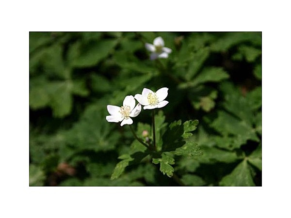 二子山のニリンソウ