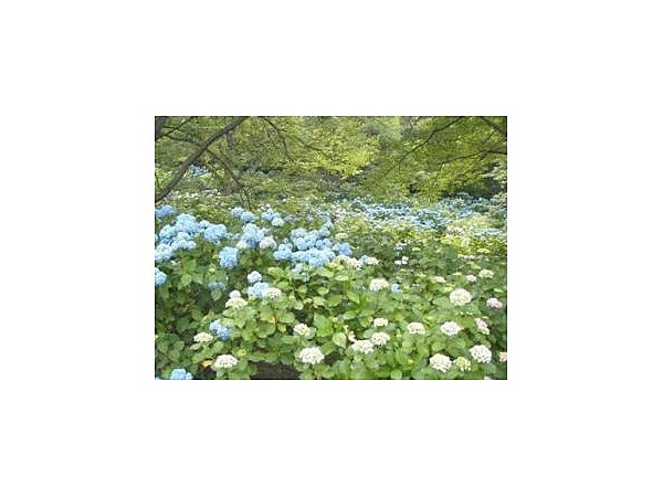 美の山公園のアジサイ