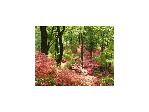 美の山公園の山ツツジ