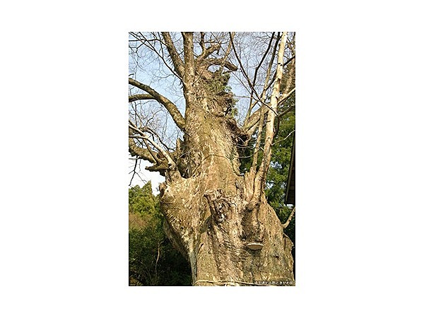 日枝神社のケヤキ