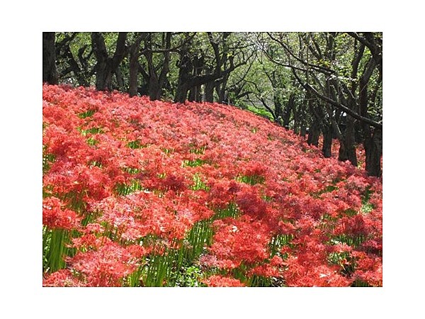 権現堂堤の曼珠沙華