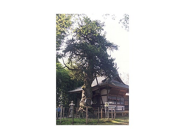 入西のビャクシン