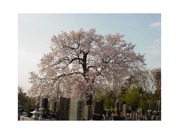 阿弥陀堂のエドヒガンザクラ