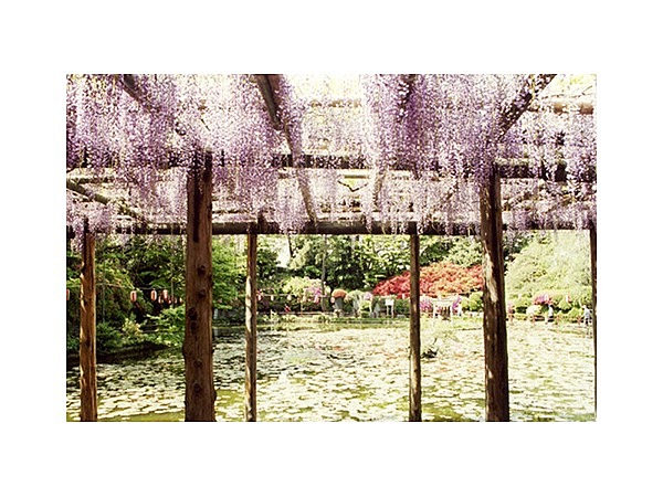 久伊豆神社の藤