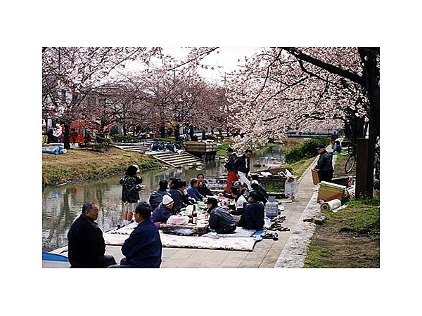 葛西用水桜並木