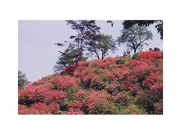 稲荷山公園のツツジ