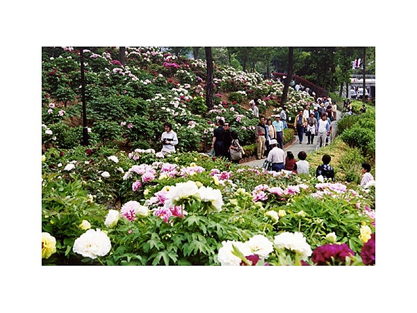 東松山ぼたん園のぼたん