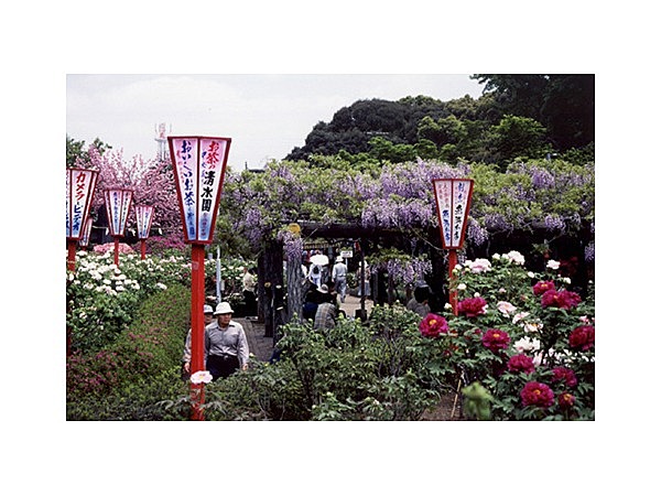 箭弓稲荷神社のぼたん
