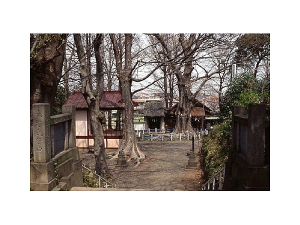 城山稲荷神社のケヤキ
