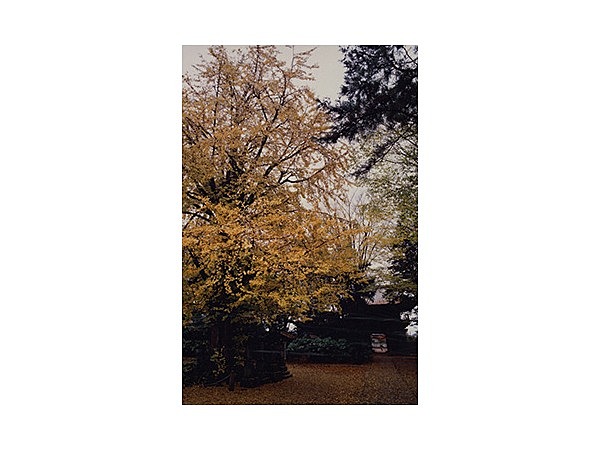 龍蔵寺の大イチョウ