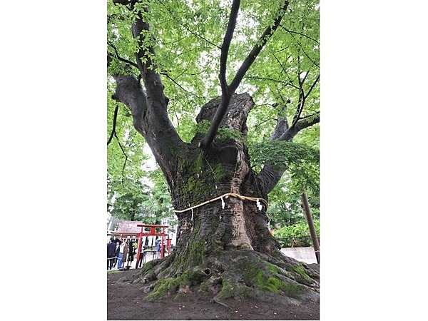 駒つなぎのケヤキ