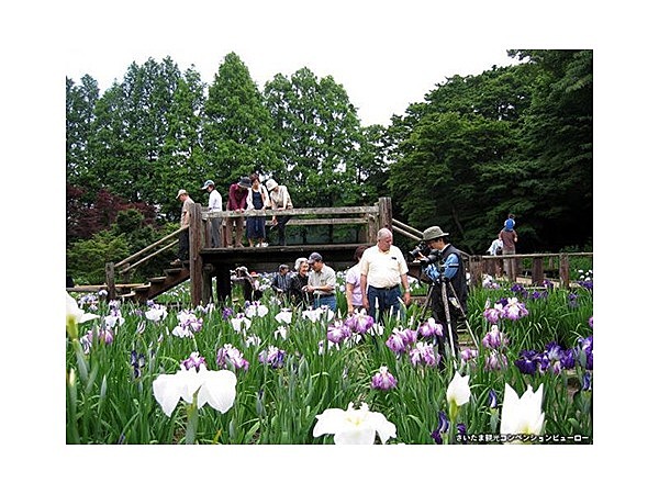 染谷花しょうぶ園