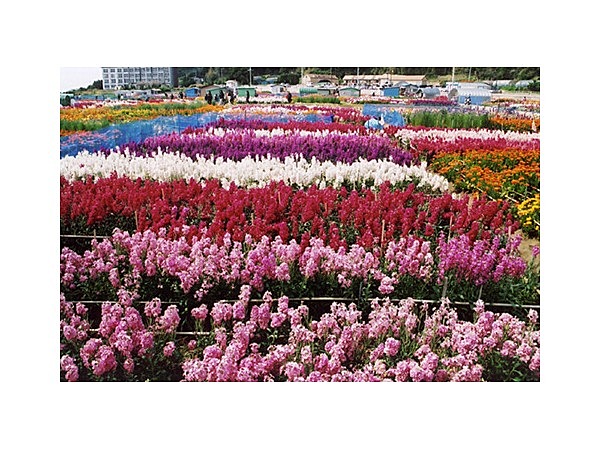 千倉の花畑