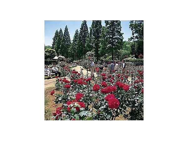 千葉市都市緑化植物園