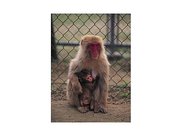 高宕山自然動物園