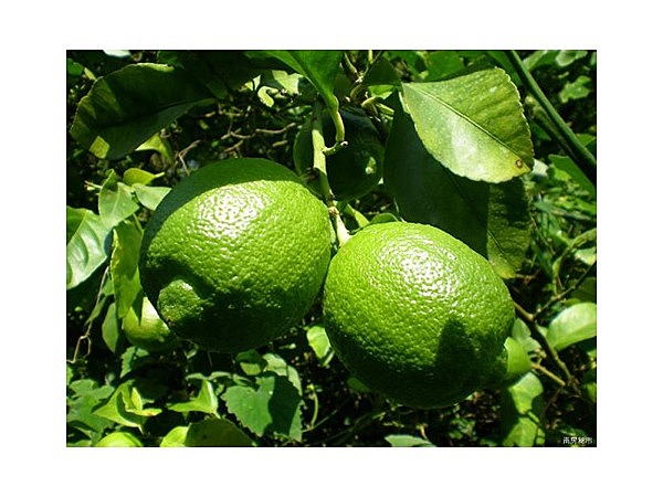 千倉オレンジセンター　オレンジ村キャンプ場