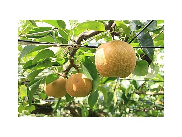 鈴一フルーツ園