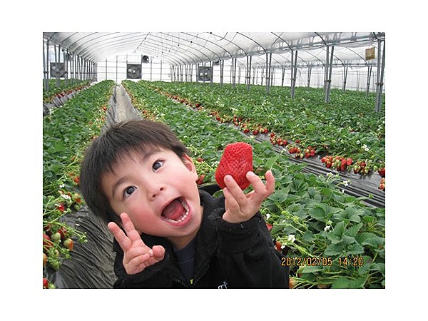 東庄町観光いちご組合