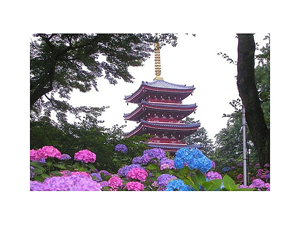 本土寺（あじさい寺）