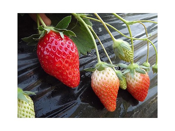 大久保いちご園