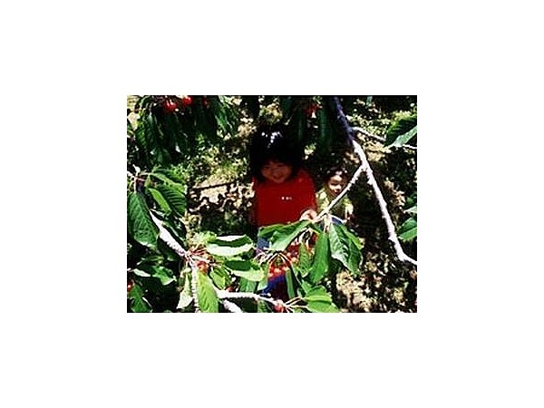 幌地区の果樹園