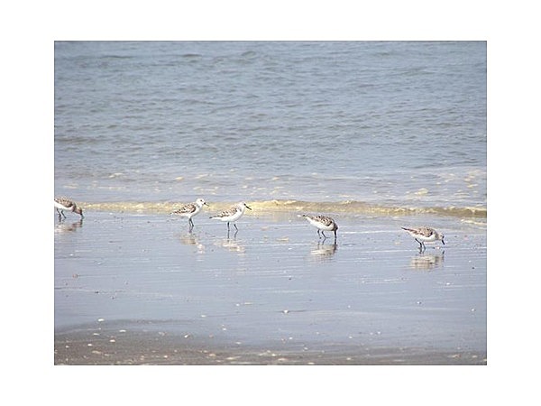 九十九里浜白子海岸　コアジサシ