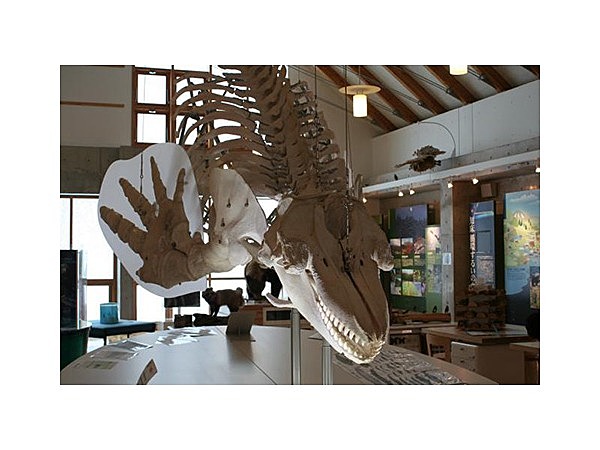 知床国立公園羅臼ビジターセンター