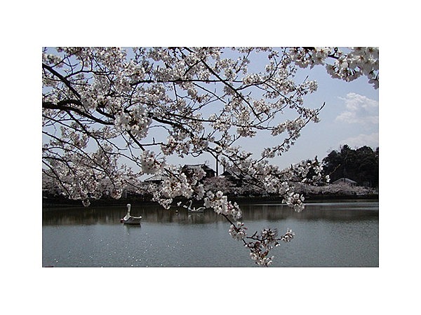 八鶴湖、岩川池の桜