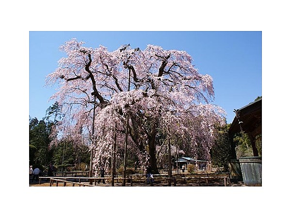 長光寺の枝垂桜