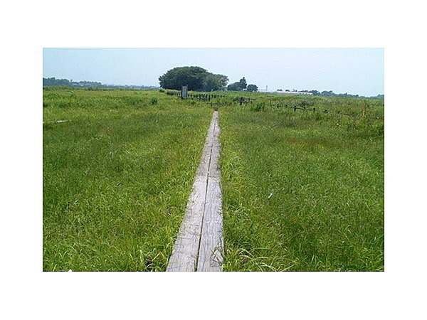 成東・東金食虫植物群落地