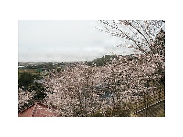 桜(浅間神社)