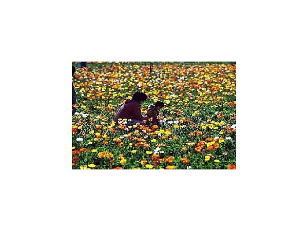 館山ファミリーパークのポピー