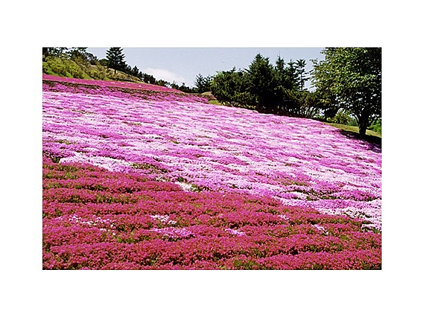 里見が丘公園の芝桜