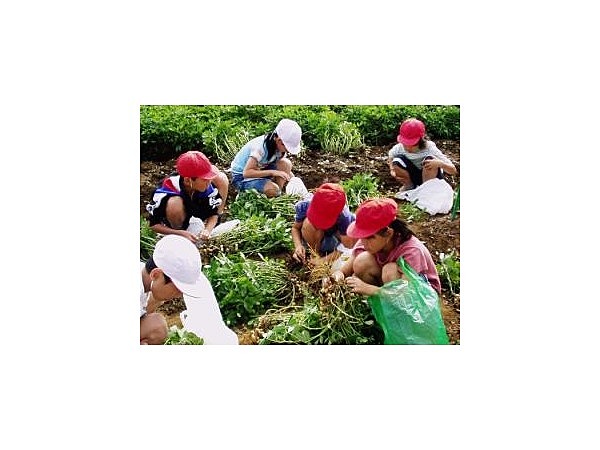 落花生掘り(運動の森自然公園成田エアポートコース)