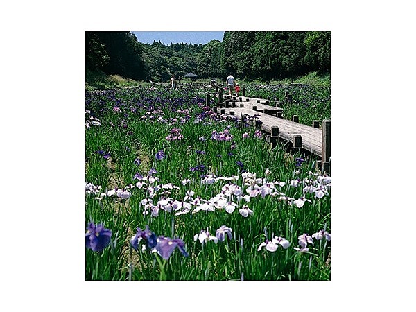 昭和の森（千葉県）の花菖蒲