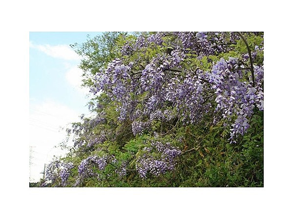 藤の花（山武成東IC付近の山斜面）