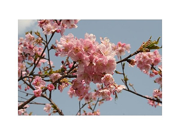 河津桜(蓮沼海浜の森 水路沿いの遊歩道)