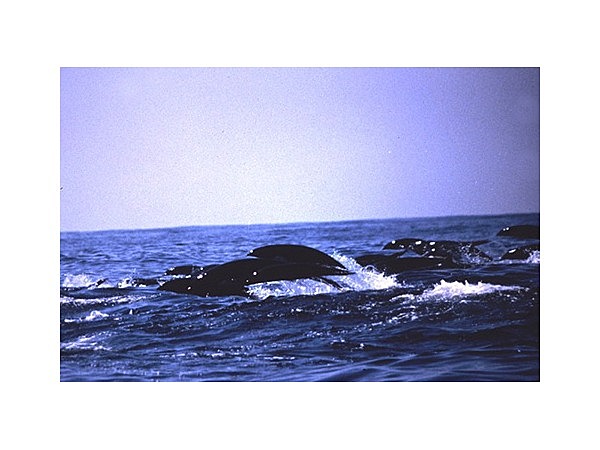 イルカウオッチング