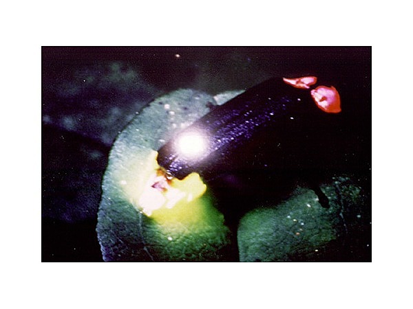 源氏ぼたるの里