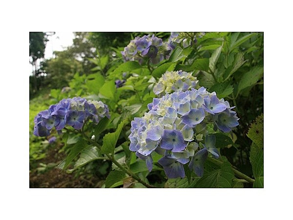 あじさい(さんぶの森公園・いこいの広場)